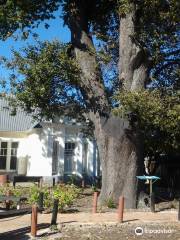 The Old Oak Slave Tree