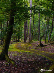 Holly River State Park