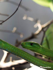 Victoria Falls Snake Park