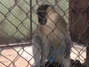 University of Ibadan, Zoological Garden