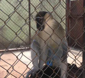 University of Ibadan, Zoological Garden