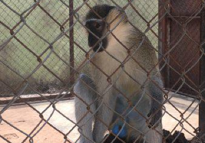 University of Ibadan, Zoological Garden