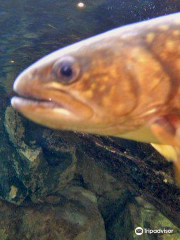 島根県立宍道湖自然館 ゴビウス