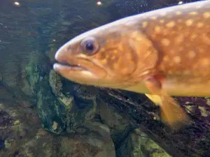 Shinjiko Nature Museum Gobius