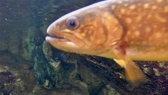 島根県立宍道湖自然館 ゴビウス