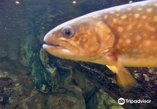 島根県立宍道湖自然館 ゴビウス