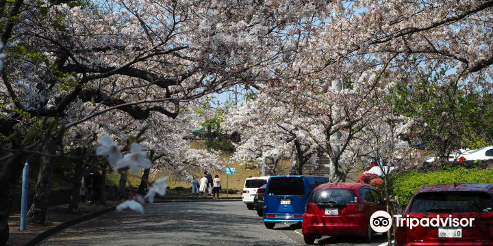 Izukogen cherry trees