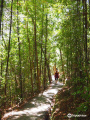 Opua Forest Paihia Lookout Track