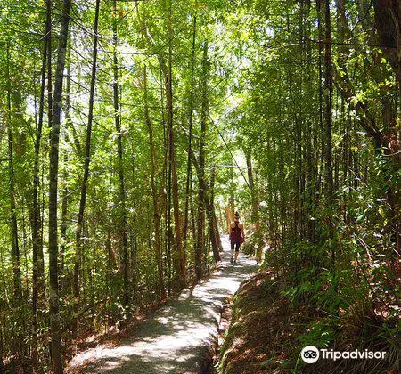 Opua Forest Paihia Lookout Track