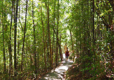 Opua Forest Paihia Lookout Track