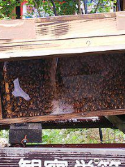 Mitsubachi Nouen (Yamada Honeybee Farm)