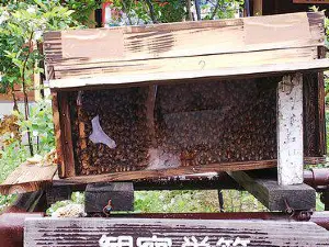 Mitsubachi Nouen （Yamada Honeybee Farm）