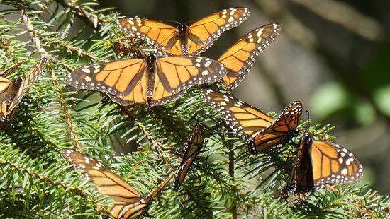 Monarch Butterfly Biosphere Reserve