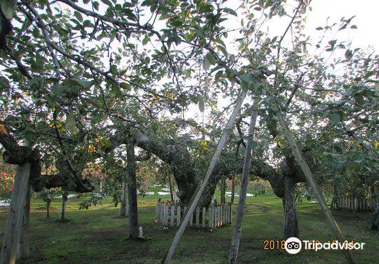 Japan's Oldest Apple Tree