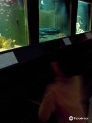 Fresh-Water Fish Aquarium