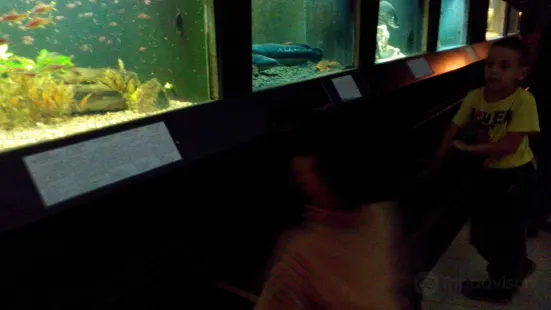 Aquarium of Freshwater Fish