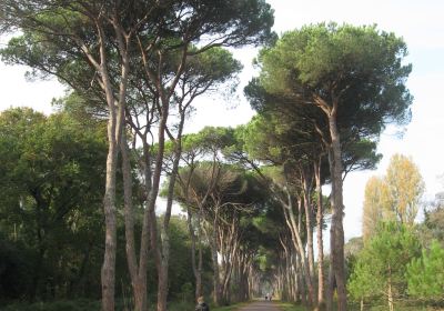 Parco Regionale Migliarino, San Rossore, Massaciuccoli