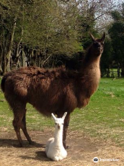 Clonfert Pet Farm