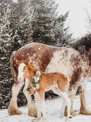 Sandy Acres Clydesdales