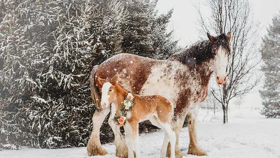 Sandy Acres Clydesdales