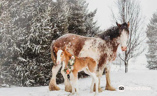 Sandy Acres Clydesdales