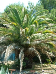 Jardín exótico de Ponteilla