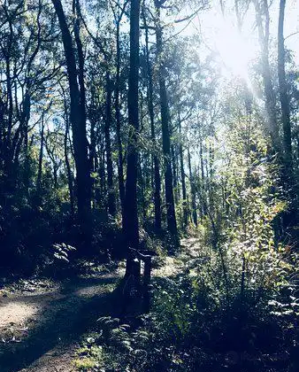 Hotels in Forrest