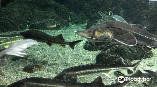 索契海洋探索世界水族館