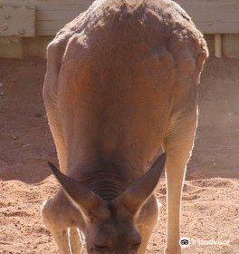 Josephine's Gallery and Kangaroo orphanage