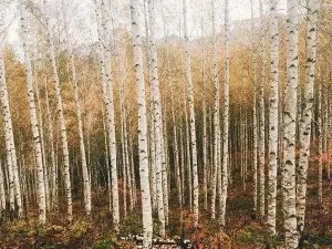 Wondae-ri Birch Forest