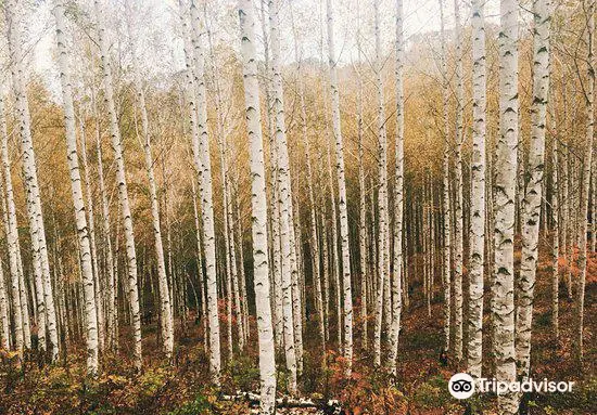 Wondae-ri Birch Forest