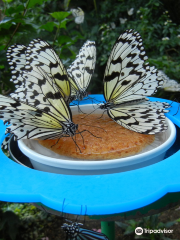 石川県ふれあい昆虫館