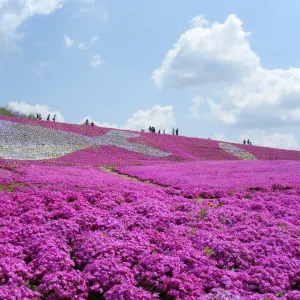 花夢の里ロクタン