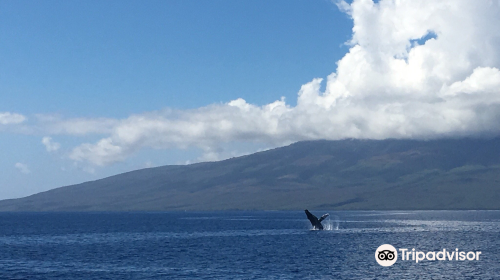 Whale Center of the Pacific