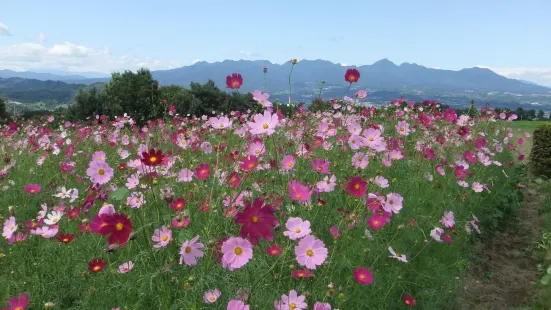 鼻高展望花の丘