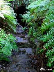 Glow Worm Tunnel