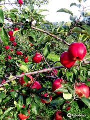 Hamada Marutome Fruits Gaden