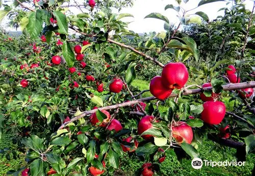 Hamada Marutome Fruits Gaden