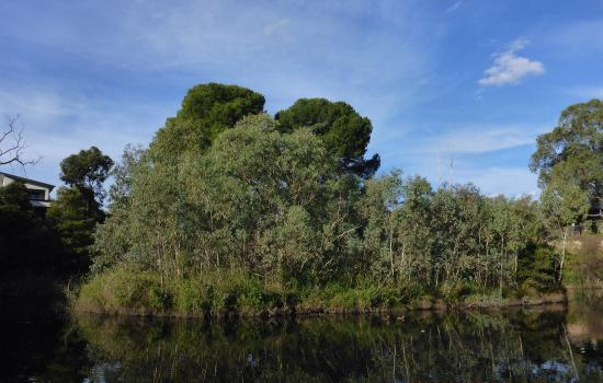 St. Peters Billabong