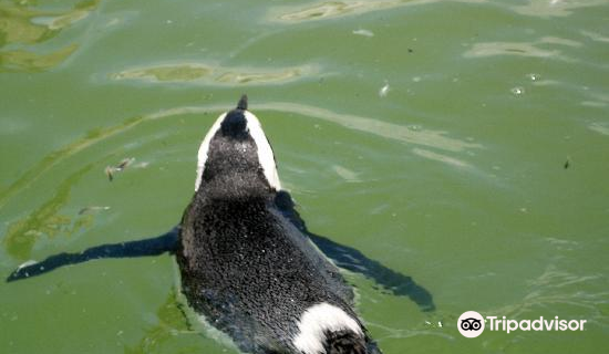 The South African Marine Rehabilitation and Education Centre Trust