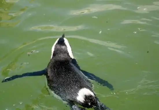 Hotels near The South African Marine Rehabilitation and Education Centre Trust
