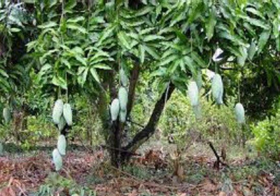 Belapur Mango Garden