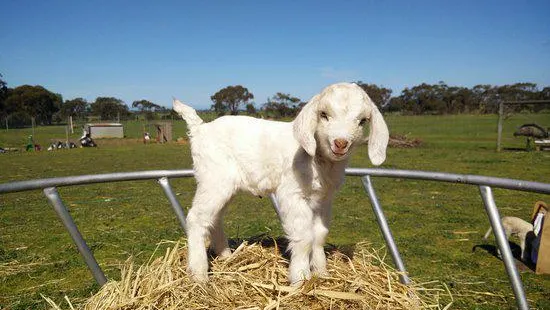 Goolwa Animal Farm