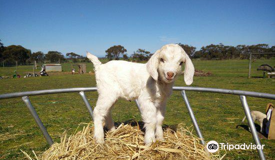 Animal Farm Goolwa