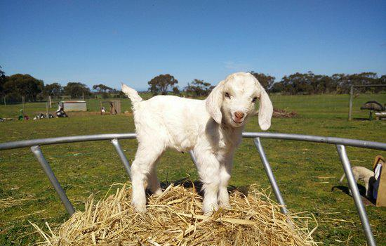 Animal Farm Goolwa