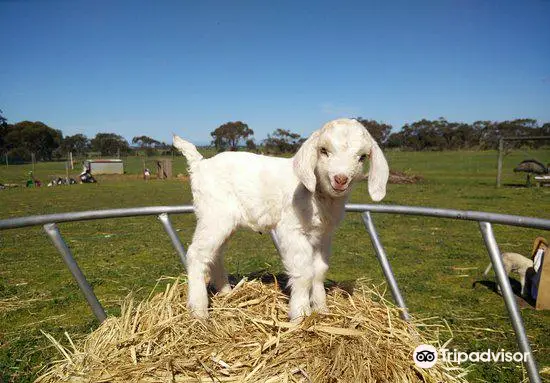 Animal Farm Goolwa