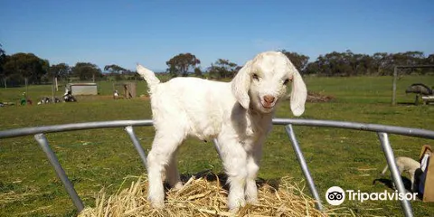 Goolwa Animal Farm