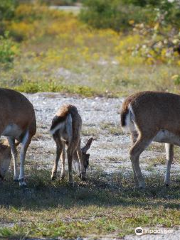 National Key Deer Refuge Nature Center