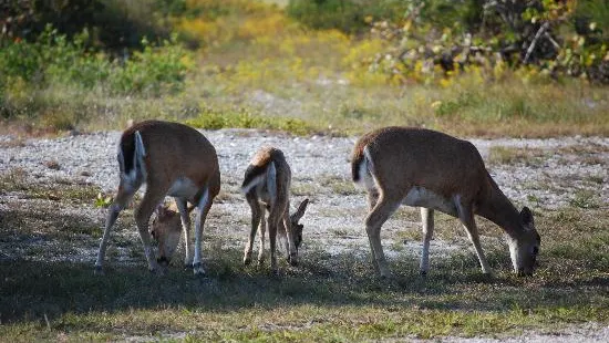 National Key Deer Refuge Nature Center