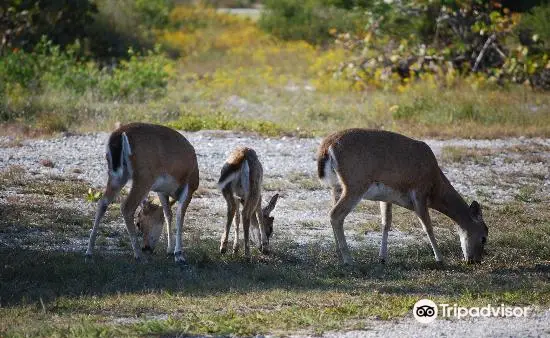 National Key Deer Refuge Nature Center